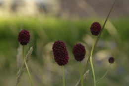 Sanguisorba officinalisGrote pimpernel bestellen